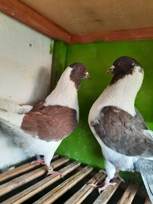 Porumbei de ornament - imagine 2