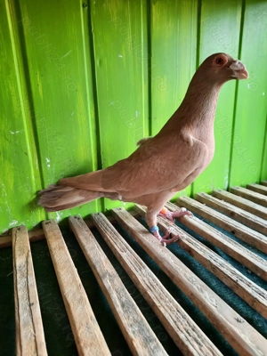 Porumbei de ornament - imagine 3