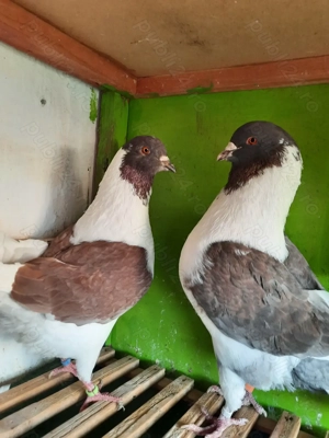 Porumbei de ornament - imagine 4