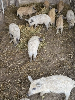 Purcei mangalita  - imagine 3