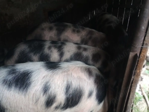 Vând porci de carne pietrean  - imagine 4