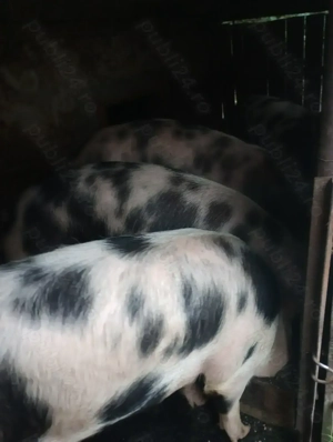 Vând porci de carne pietrean  - imagine 2