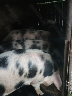Vând porci de carne pietrean  - imagine 3