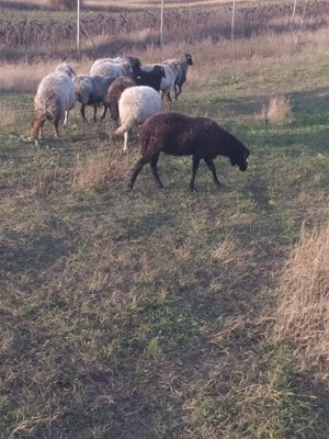 Oi tinere de vânzare  - imagine 3