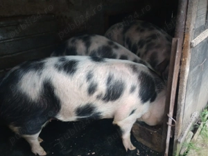 Vând porci de carne pietrean 