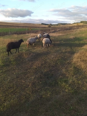 Oi tinere de vânzare  - imagine 4