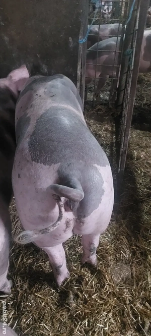 scrofite pietrain 90+