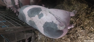 scrofite pietrain 90+ - imagine 3