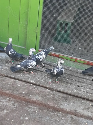 Porumbei de frumusețe  - imagine 4