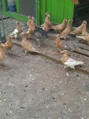 Porumbei de frumusețe  - imagine 3