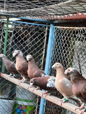 Porumbei de frumusețe  - imagine 2