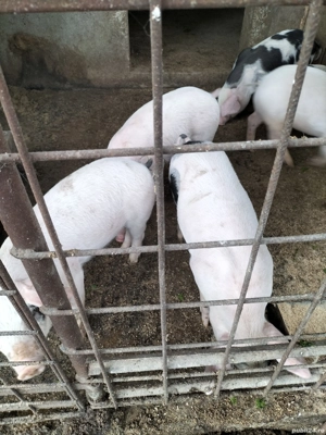 Vand purcei  - imagine 3