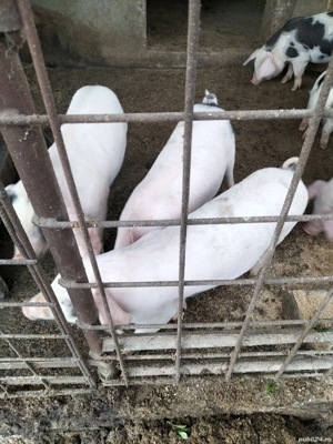 Vand purcei  - imagine 4