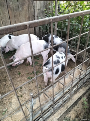 Vand purcei  - imagine 5