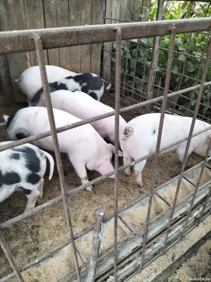 Vand purcei  - imagine 2