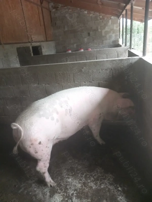 Porci de sacrificat! - imagine 2