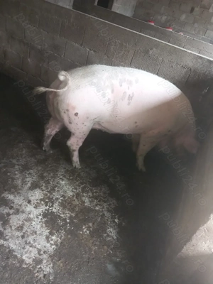 Porci de sacrificat!