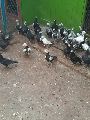 Porumbei de frumusețe 