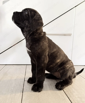 Cane corso 8 saptamani 