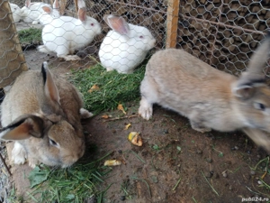 vând iepuri cei albi sunt belgieni și ceilalți sunt iepuri domestic din rasa Uriașul Gri German  - imagine 2 vând iepuri cei albi sunt belgieni și ceilalți sunt iepuri domestic din rasa Uriașul Gri German  - imagine 2