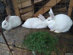 vând iepuri cei albi sunt belgieni și ceilalți sunt iepuri domestic din rasa Uriașul Gri German 