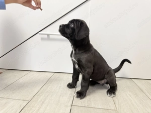 Cane corso 8 saptamani  - imagine 3