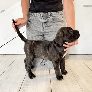 Cane corso 8 saptamani  - imagine 5