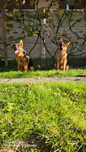  Femele ciobanesc german, 5 luni