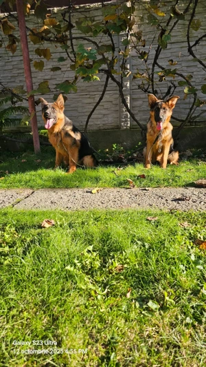  Femele ciobanesc german, 5 luni - imagine 5