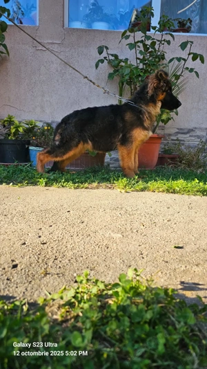  Femele ciobanesc german, 5 luni - imagine 3