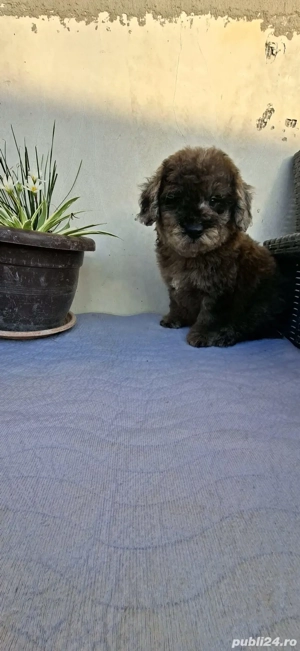 Pudel merle - imagine 2 Pudel merle - imagine 2