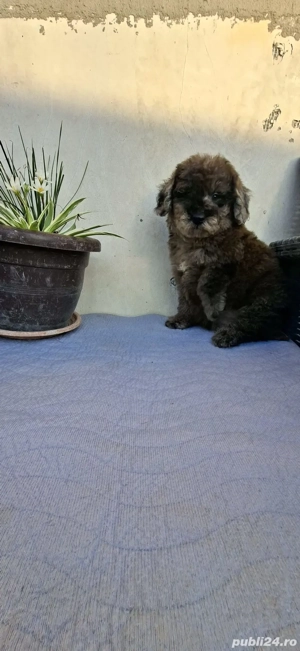Pudel merle - imagine 3 Pudel merle - imagine 3