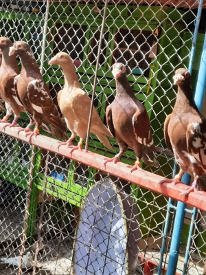 Porumbei de frumusețe  - imagine 5