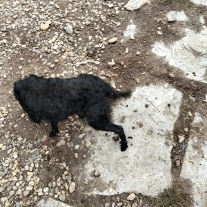 Vând 2 cățele de întors și latră și la bâtă  - imagine 3