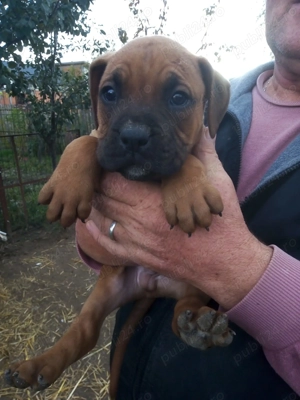 Vand pui BOXER german - imagine 3