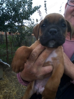 Vand pui BOXER german - imagine 4