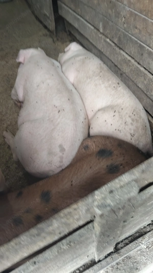 Porcii de casa de vânzare  - imagine 2