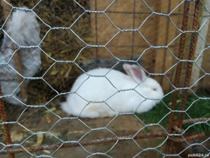 vând iepuri cei albi sunt belgieni și ceilalți sunt iepuri domestic din rasa Uriașul Gri German  - imagine 5 vând iepuri cei albi sunt belgieni și ceilalți sunt iepuri domestic din rasa Uriașul Gri German  - imagine 5