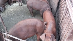 Porci   purcei  - imagine 4