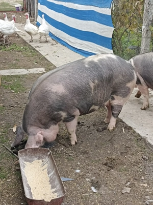 Porci in Albeni - imagine 2