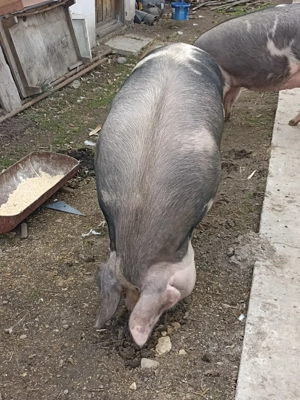 Porci in Albeni