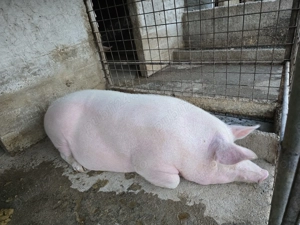 Porci 300+ kg, 300 kg si 200 kg de vanzare  - imagine 5