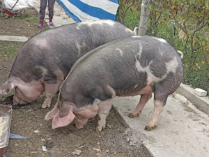 Porci in Albeni - imagine 3