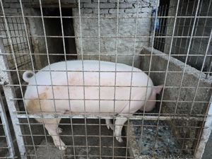 Porci 300+ kg, 300 kg si 200 kg de vanzare  - imagine 4
