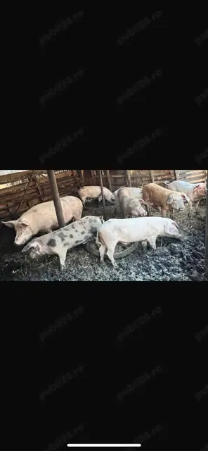 Vand porci de carne pentru Craciun - imagine 4