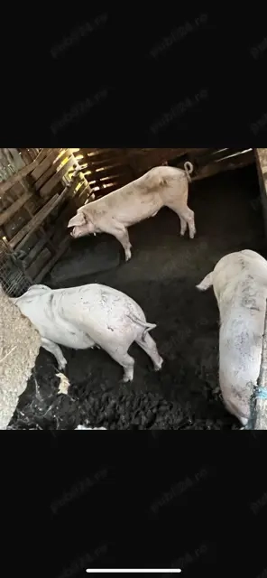 Vand porci de carne pentru Craciun - imagine 3