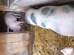 Porc gras de vanzare 