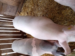 Porc gras de vanzare  - imagine 4 Porc gras de vanzare  - imagine 4