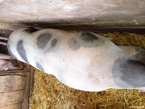 Porc gras de vanzare  - imagine 3 Porc gras de vanzare  - imagine 3