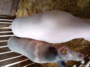 Porc gras de vanzare  - imagine 2 Porc gras de vanzare  - imagine 2